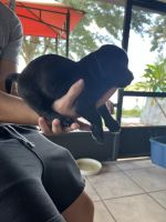 Schweenie Puppies for sale in Ocoee, FL, USA. price: $400