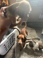 Schweenie Puppies for sale in Ladson, SC 29485, USA. price: $150