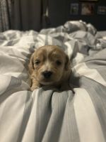 Schweenie Puppies for sale in Charleston, South Carolina. price: $600
