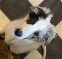 Scotch Collie Puppies for sale in Buxton, ME, USA. price: $750