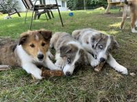 Scotch Collie Puppies for sale in Allenton, MI 48002, USA. price: $1,000