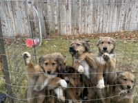 Scotch Collie Puppies Photos