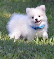 Scotch Collie Puppies for sale in Virginia Beach, VA, USA. price: $300