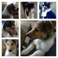 Scotch Collie Puppies for sale in Osseo, WI 54758, USA. price: $700