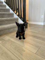 Scotland Terrier Puppies for sale in Westfield, IN, USA. price: $2,000