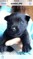 Scotland Terrier Puppies for sale in Shallotte, NC, USA. price: $595