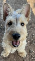 Scotland Terrier Puppies for sale in Levelland, TX 79336, USA. price: $250
