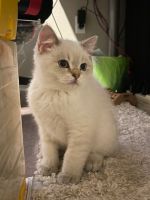Scottie-Chausie Cats for sale in Tigard, Oregon. price: $400