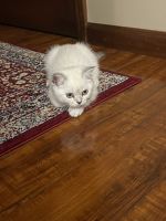 Scottish Straight cat