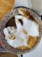 Leo (Scottish fold for sale)