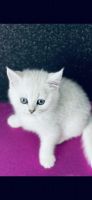 Scottish Fold Cats for sale in Toronto, ON, Canada. price: $1,000