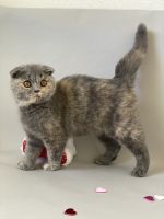 Scottish Fold Kitten