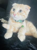 Half breed Scottish fold/bengal golden boy
