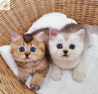 Scottish Fold Cats for sale in Toronto, ON, Canada. price: $500