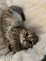 Scottish Fold Black and Golden Male Kitten for Adoption