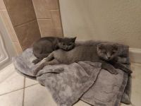 Scottish Fold Cats for sale in Fremont, CA, USA. price: $1,600