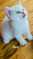 Scottish Fold Cats for sale in MERRIONETT PK, IL 60655, USA. price: $900