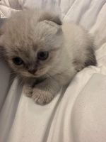 Tatys Scottish kittens