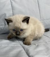 Groucho Scottish Straight Pedigree Male