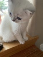 Gabriella Scottish Straight Female