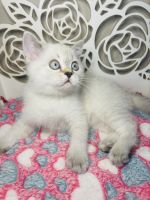 Scottish Fold Cats for sale in Sunnyvale, California. price: $2,200