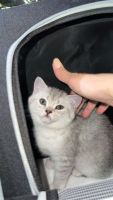 Scottish Fold Cats for sale in Dearborn Heights, Michigan. price: $3,000