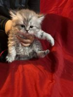 Scottish Fold Cats for sale in Chicago, Illinois. price: $800