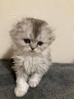 Scottish Fold Cats for sale in Brooklyn, New York. price: $1,200