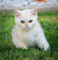 Scottish Fold Cats for sale in Temecula, California. price: $1,000