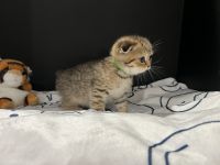 Scottish Fold Cats for sale in Dedham, MA, USA. price: $2,200