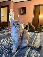 Scottish Fold Cats for sale in Brooklyn, NY, USA. price: $850