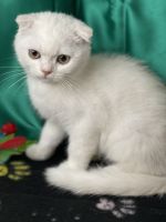 Scottish Fold Cats for sale in Rockford, Illinois. price: $850