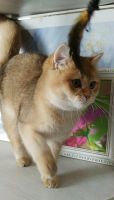 Scottish Fold Cats for sale in Davenport, Florida. price: $350