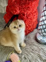 Scottish fold kittens