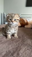 Scottish Fold Cats for sale in Greensboro, North Carolina. price: $1,500