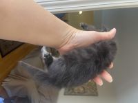 Scottish Fold Cats for sale in Greensboro, North Carolina. price: $1,500