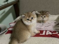 Scottish Fold Cats for sale in Milton, Florida. price: $1,500