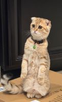 Scottish Fold Cats for sale in Weston, Florida. price: $800