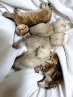 Scottish Fold Cats for sale in Gilbert, AZ 85296, USA. price: $1,500