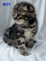 Scottish Fold Cats for sale in Citrus Heights, California. price: $1,100