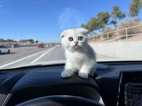 Scottish Fold Cats for sale in Gilbert, AZ 85296, USA. price: $1,600