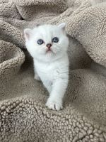 Scottish Fold Cats for sale in Harker Heights, TX 76548, USA. price: $2,000