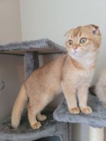 Scottish Fold Cats for sale in Parma, Ohio. price: NA