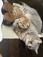 Scottish Fold Cats for sale in Greensboro, North Carolina. price: NA