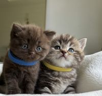 Scottish fold/Scottish straight kittens