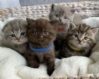 Scottish fold/Scottish straight kittens