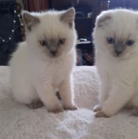Scottish Fold Cats for sale in Abbotsford, WI 54405, USA. price: $1,200