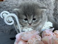 Scottish Fold Cats for sale in Brooklyn, New York. price: $1,000