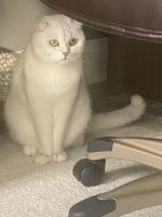 Scottish Fold Cats for sale in Centreville, Virginia. price: $800