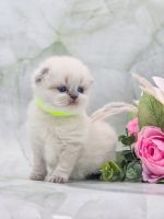 Scottish Fold Cats for sale in Watertown, NY 13601, USA. price: $2,500